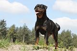 ROTTWEILER 189